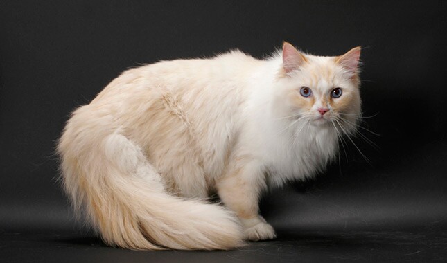 Ragamuffin cat breed sitting on a couch
