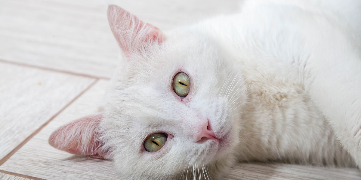 Russian white cat lying on the floor