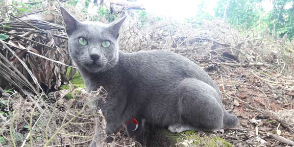 Raas cats breed- lying in the bush