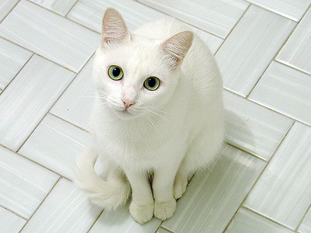 Russian white cat sitting on the floor