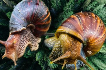 Snail Farming Business Plan- two big snail