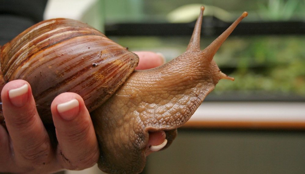 Snail Farming Business Plan-