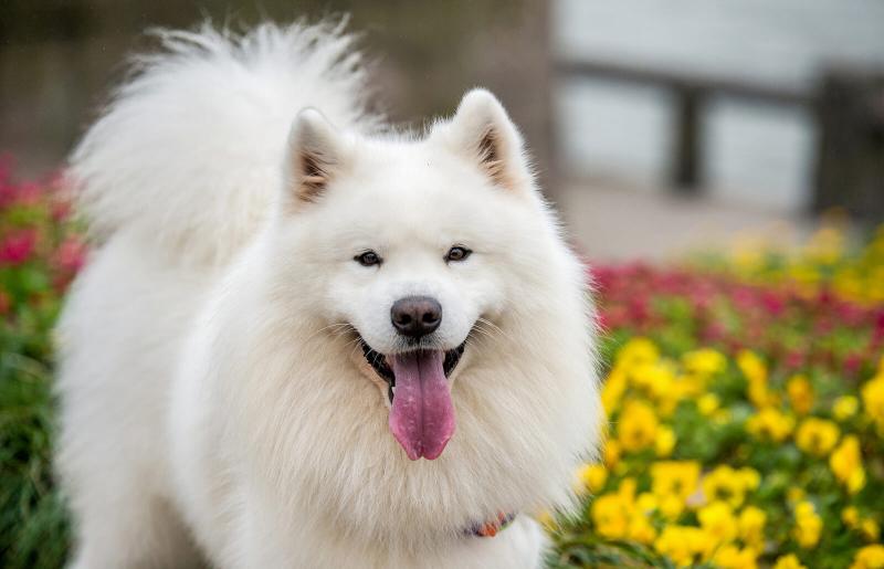 Samoyed dog standing in the midst of flowers
