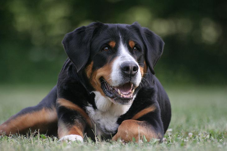 Greater Swiss Mountain Dog lying on the grass