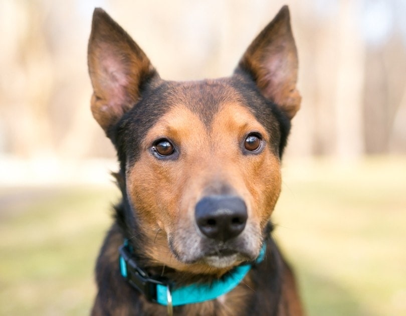 German shepherd Terrier dog breed 
