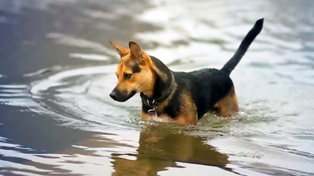 German shepherd Terrier dog breed playing in the water