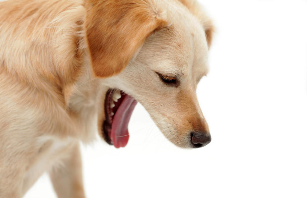 Dog vomiting- makes dog look weak