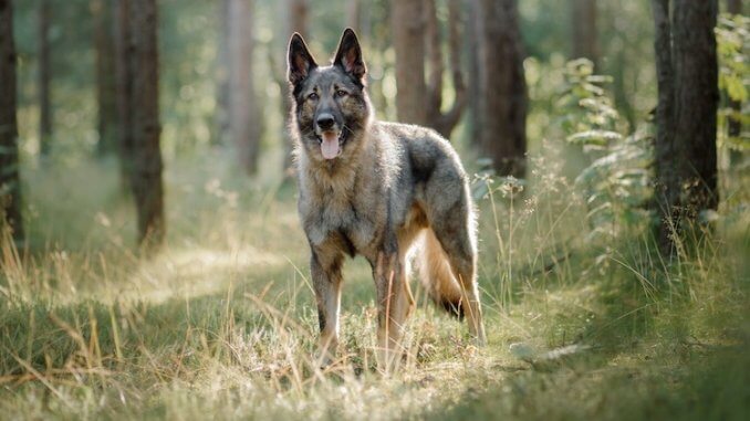 German shepherd wolf mix in the bush