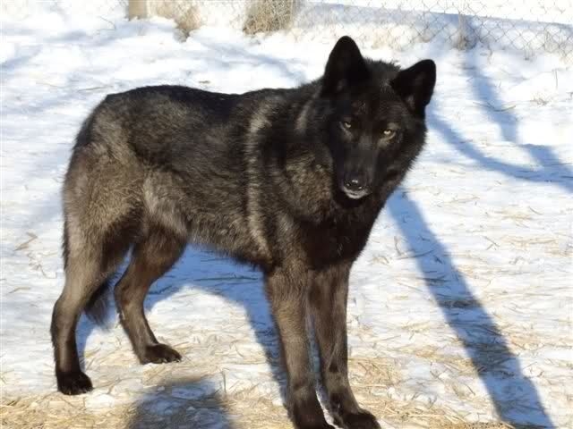 German shepherd wolf mix on the ice field