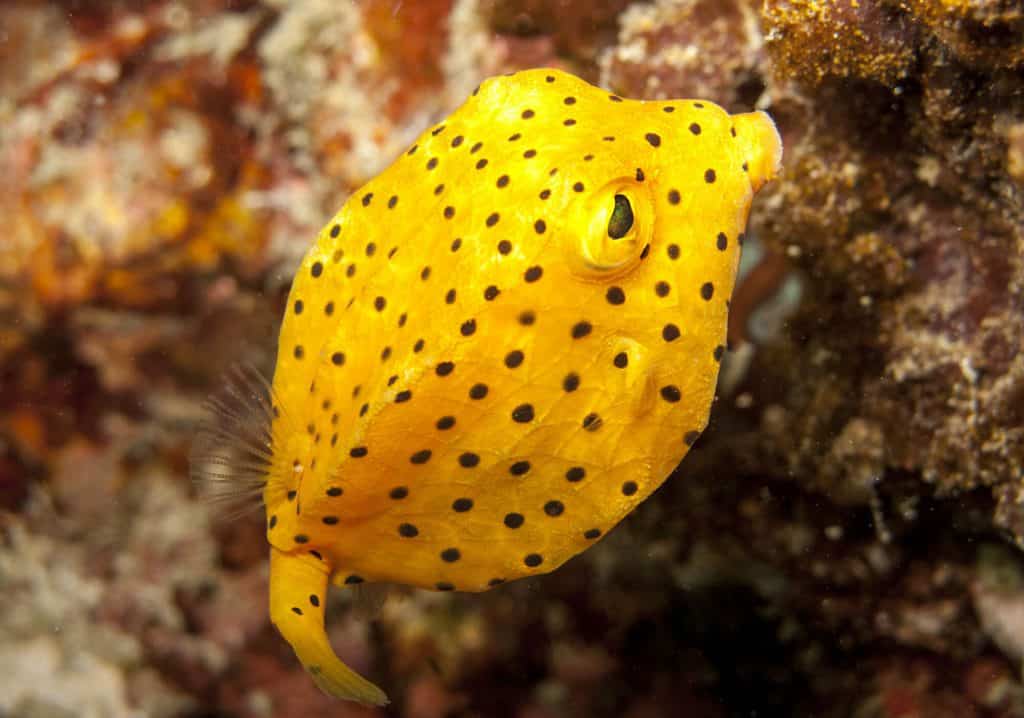 Yellow boxfish species in its habitat