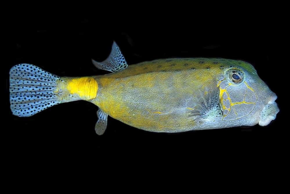 Yellow boxfish species 