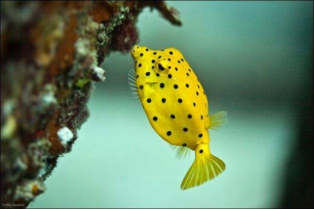Yellow boxfish species sucking the diets