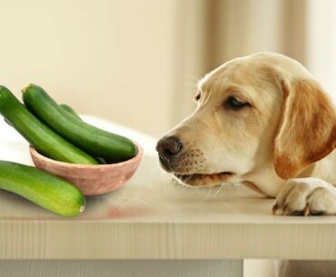 Dog Eat Cucumber