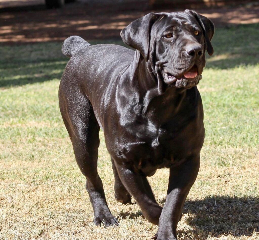 Black Boerboel - 4 Comprehensive Physical Appearance, Information and Fact