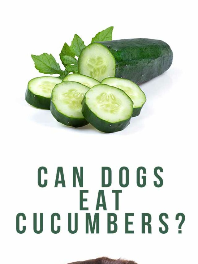 Can Dog Eat Cucumber? 7 Comprehensive Benefits of Cucumbers for Dogs